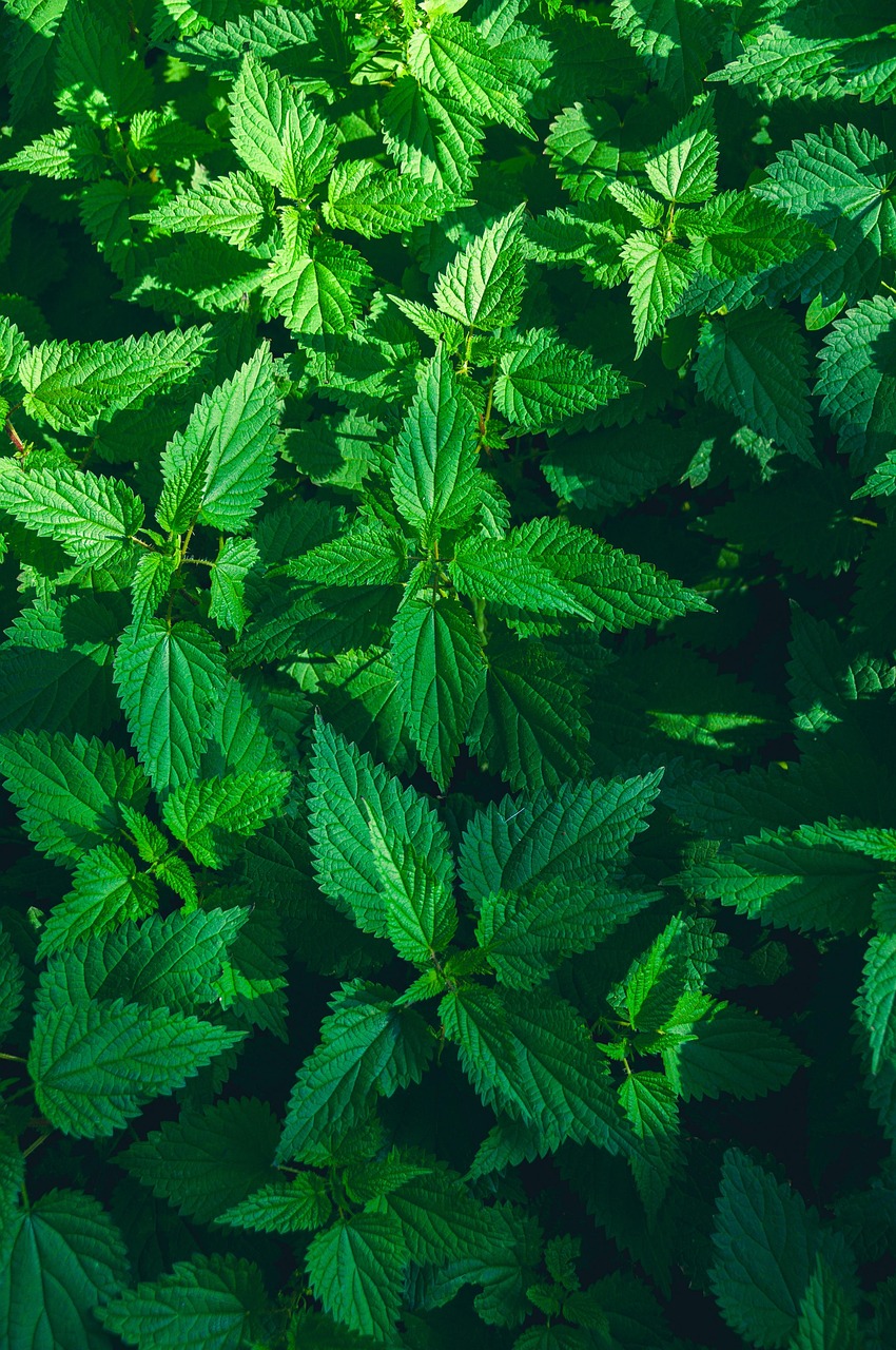ortie plante médicinale en naturopathie riche en minéraux et revitalisante