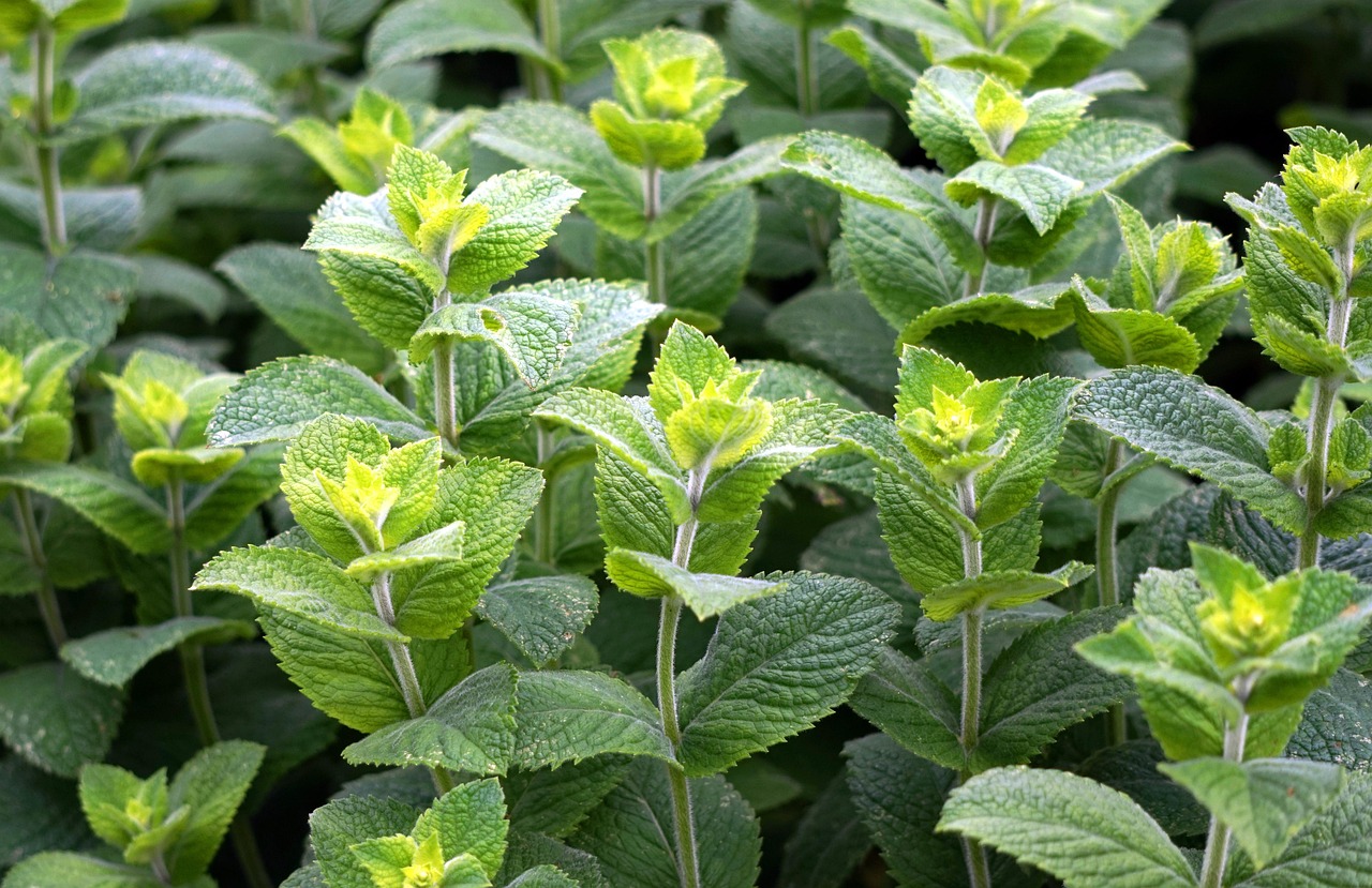 menthe poivrée plante médicinale en naturopathie digestive