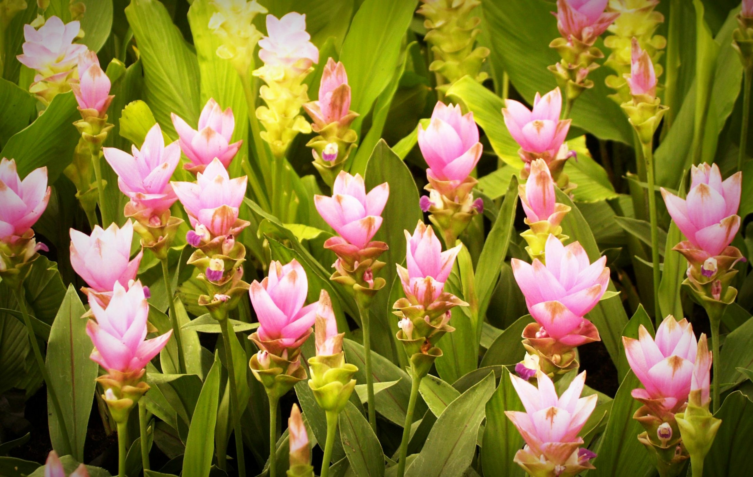curcuma plantes médicinales en naturopathie anti inflammatoire
