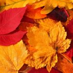 MTC médecine alternative chinoise saisons automne Métal