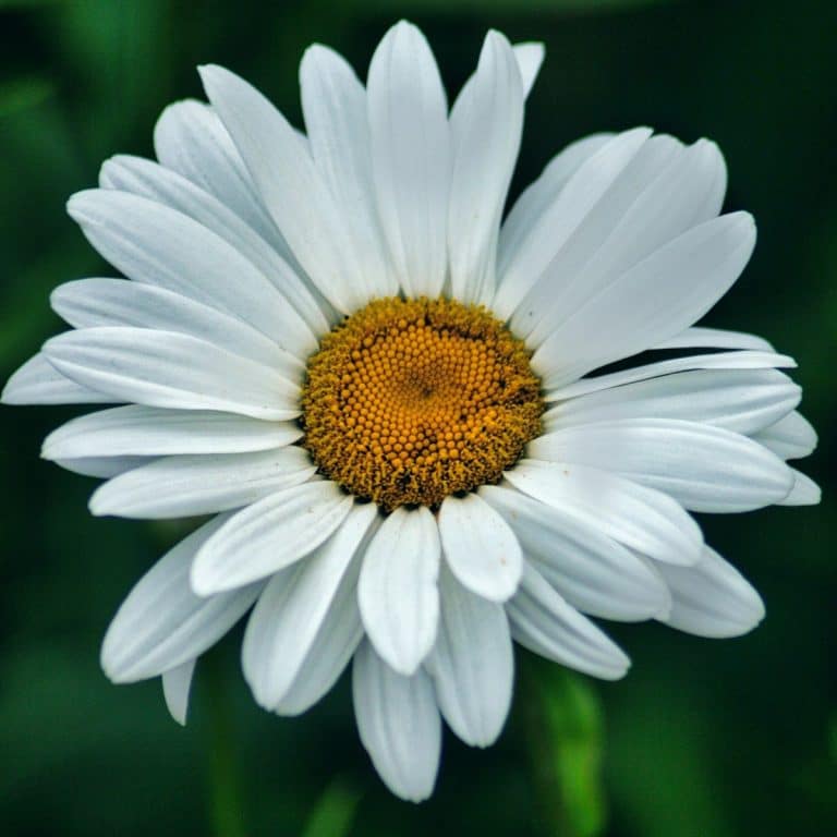 camomille