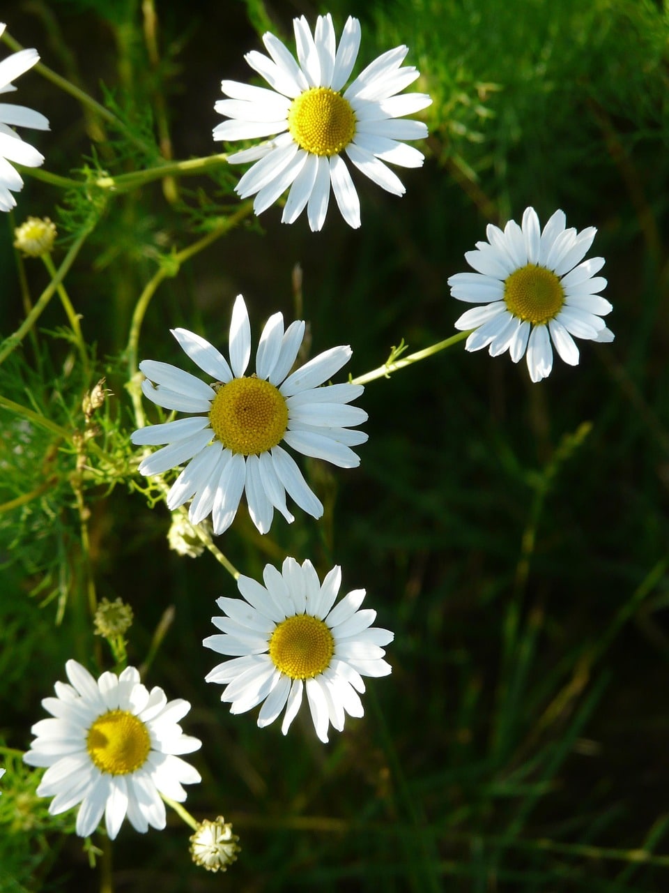 fleurs de camomille utilisées comme plante médicinale en infusion