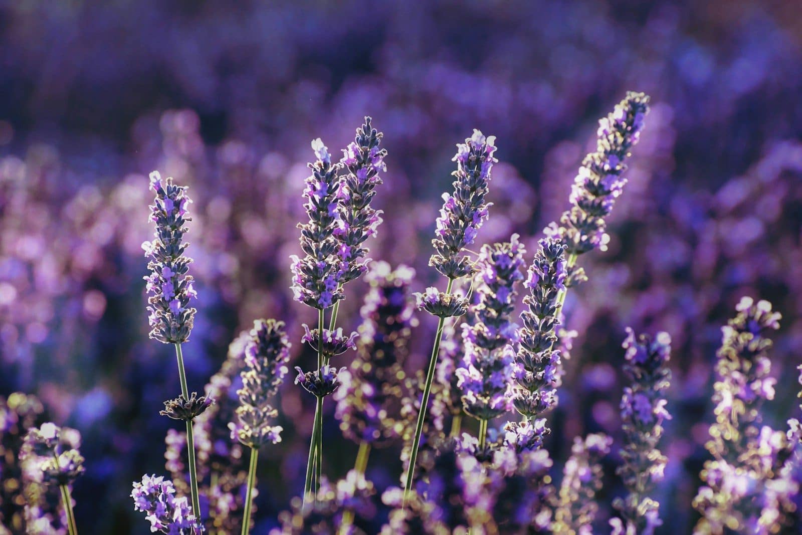 fleurs de lavande plante médicinale aux propriétés apaisantes